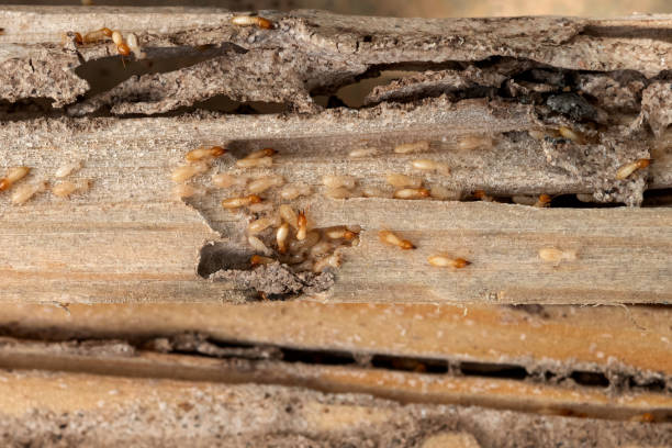 Best Pest Control Near Me in Belle Rose, LA
