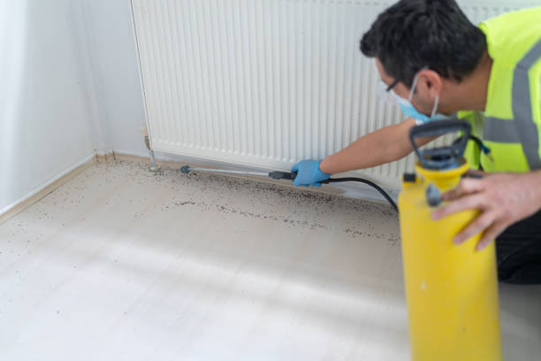 Best Ant Control Services  in Belle Rose, LA