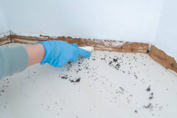 Best Pest Inspection Near Me  in Belle Rose, LA